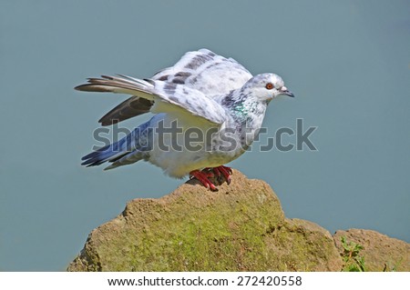 white pigeon that takes flight