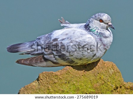 portrait of white pigeon