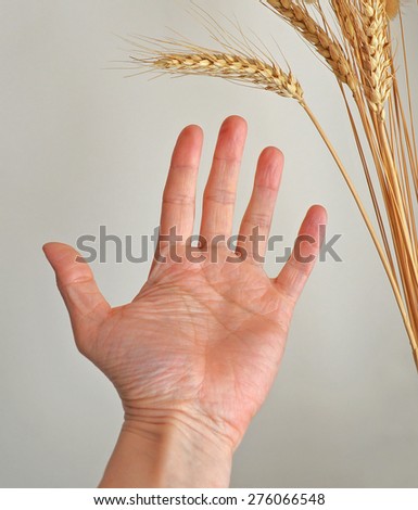 hand outstretched towards ear of corn in expo 2015