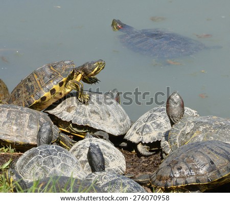 water turtles family