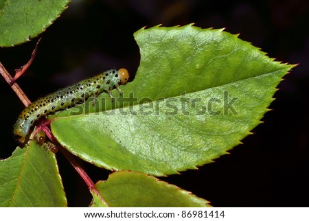 caterpillar eating leaf in the garden