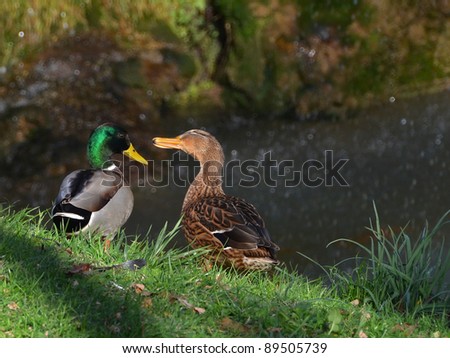 ducks couple near the waterfall