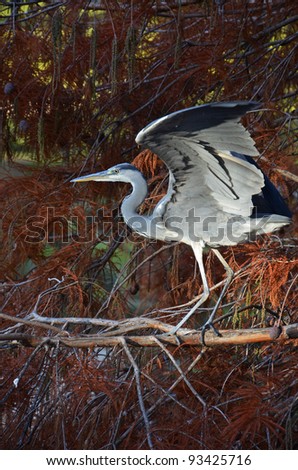 portrait of blue heron flapping wings on the tree in the park