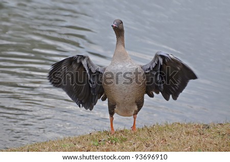 portrait of wild goose flapping wings near the lake