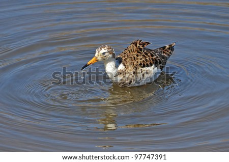 portrait of sandpiper bathing in the lake
