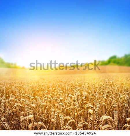 A Wheat Field, Fresh Crop Of Wheat.