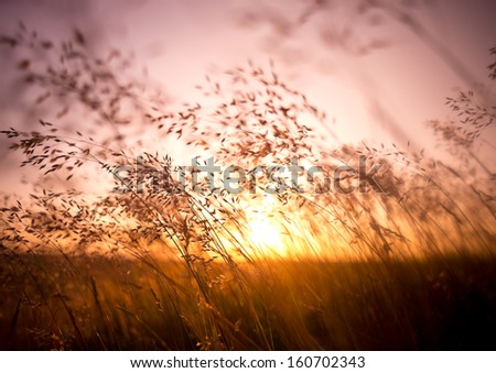 Long Summer Dry Grass Against A Sunset.