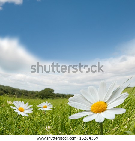 Camomile flowers on a lovely summers day.