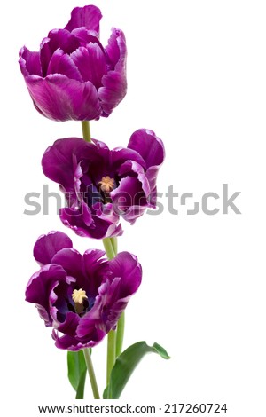 Beautiful purple parrot tulips isolated on white