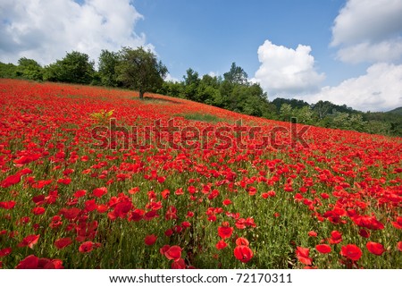 poppy field with bush and blue sky