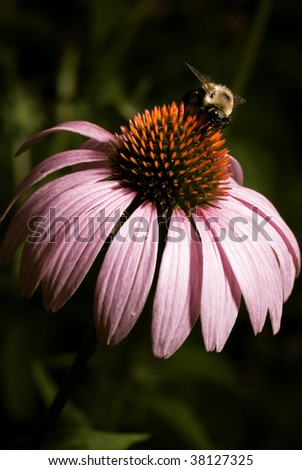 bee on purple cone flower
