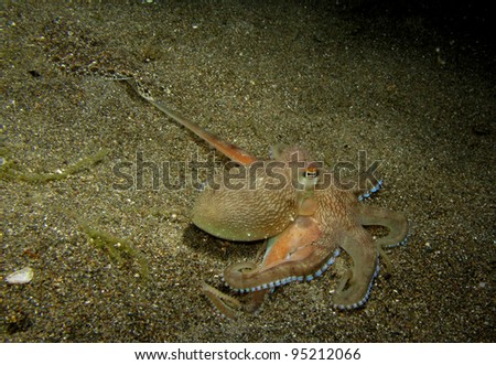 Mimic Octopus, catching a flounder fish