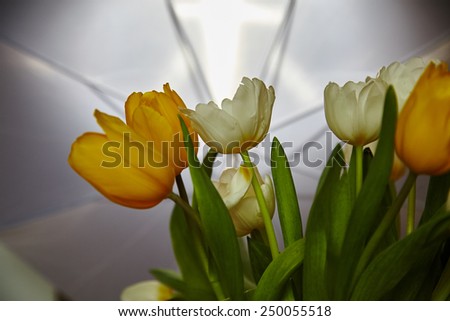 Yellow and white tulips. LOve. Flowers with love. Gift.