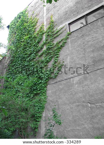 Green wall plant