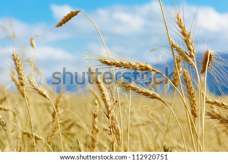 Close up of ripe wheat ears against beautiful sky with clouds.