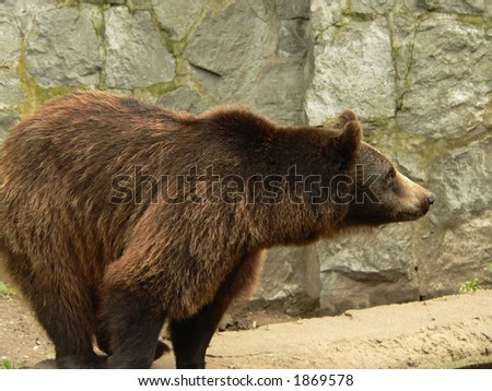 Brown bear looking for the food in the zoo (it was feeding time for animals in the zoo)