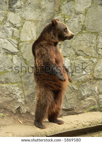 Grizzly Bear Standing. stock photo : Standing brown