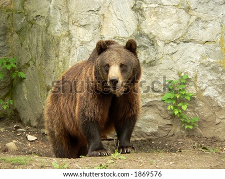Brown bear looking at visitors in the zoo  \