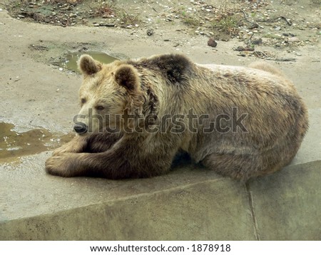 Brown bear resting at the concrete tile in the zoo