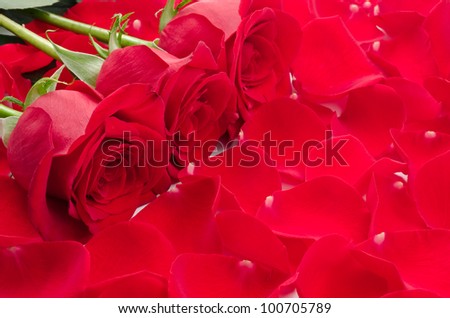 Three red rose flowers on petals all over background