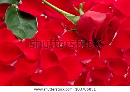 One red rose flower on petals all over background