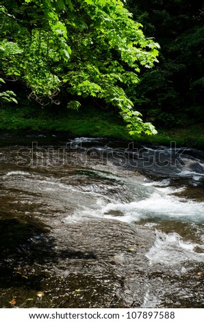Flow of river and green painted maple in early summer