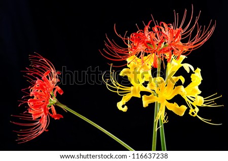 Red and golden spider lily standing upright and diagonally on black background