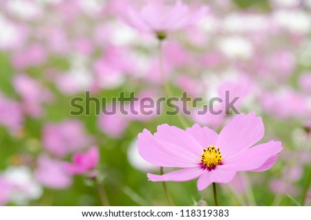 Pale pink cosmos flower in front of pink and white flower field