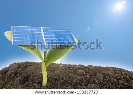 Solar cell on the pumpkin sprout under blue sky