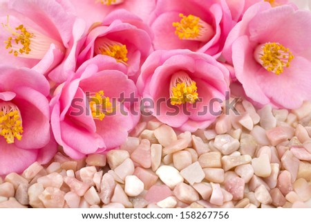 Several camellia flowers and many pink opal gemstone