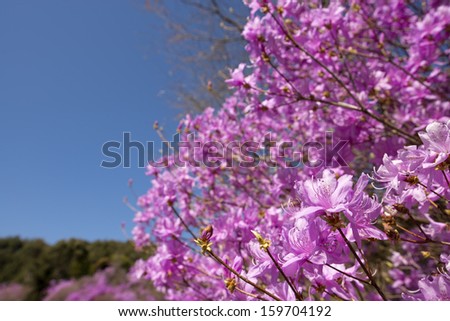 Red purple azalea blossoms in diminishing perspective under blue sky
