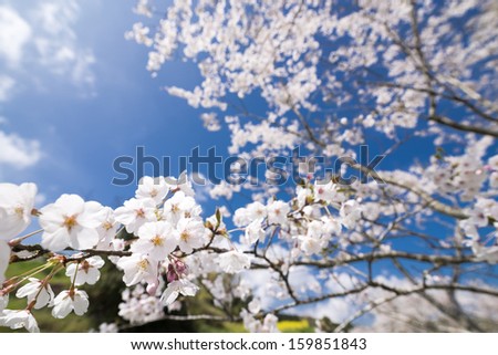 Cherry blossoms in diminishing perspective under blue sky