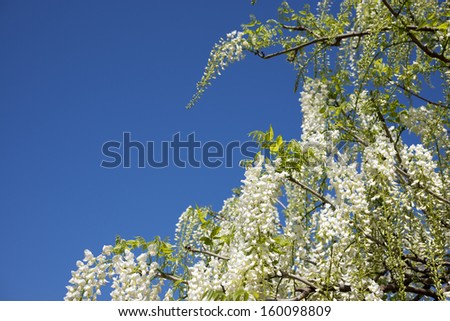 White wisteria flowers under dark blue sky