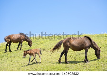 Grazing parent horse and walking foal on the green hill