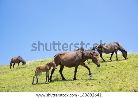 Group of horses being moved on the green hill under blue sky