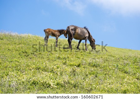 Foal snuggles up with a mare under blue sky