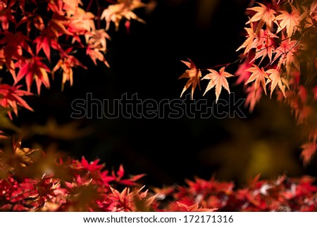 Autumn red maple leaves that has been exposed to sunlight on dark background