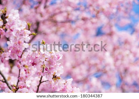 Pink cherry blossoms in front of flower blur in early spring