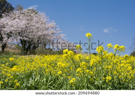 Cole flower field and blur of cherry blossoms under blue sky