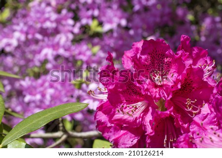 Bright pink rhododendron flowers in lower right with purple flower blur