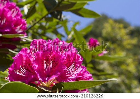 Bright pink rhododendron flowers in lower left with green blur