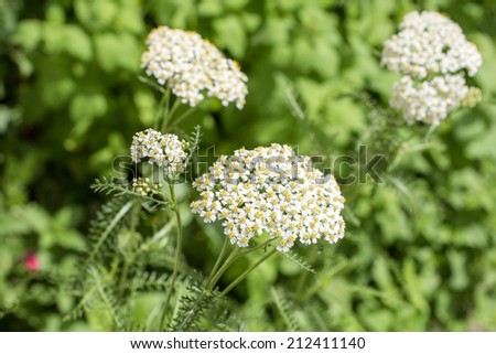 White yarrow flowers in front of green leaves blur