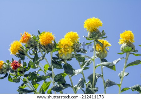 Lined yellow safflower blooming under blue sky