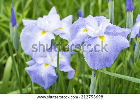 Pale blue Japanese iris flowers obliquely from above