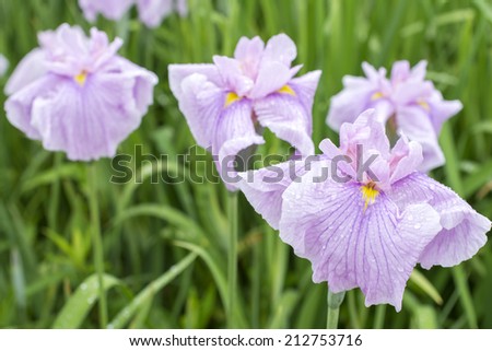 Pale purple Japanese iris flowers in blur of green leaves