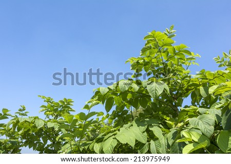 Japanese asparagus plants under blue sky in summer