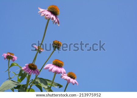 Several Purple cone flowers under blue sky in left side