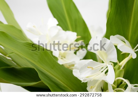 White ginger lily flower in front of gray background