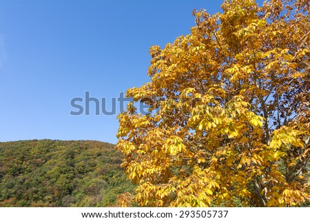 Autumn Horse chestnut leaves in front of hill under blue sky