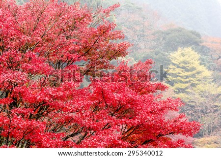 Autumn tree of Japanese maple (Acer palmatum) in front of misty forest